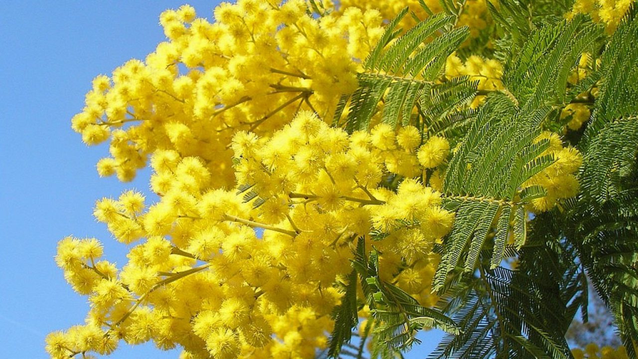 8 marzo festa della donna