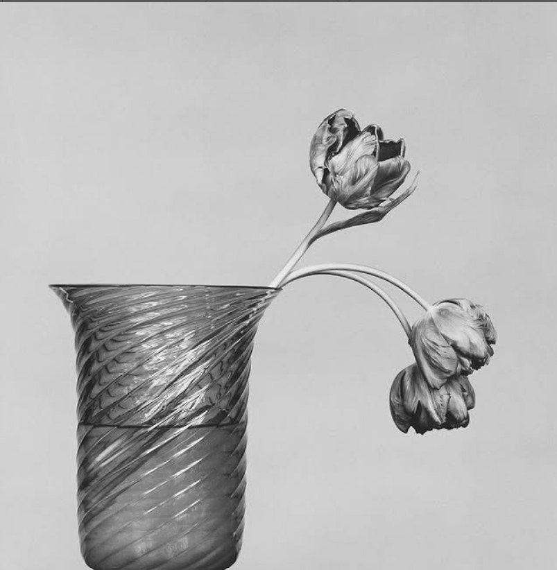 Mostra d'arte Robert Mapplethorpe